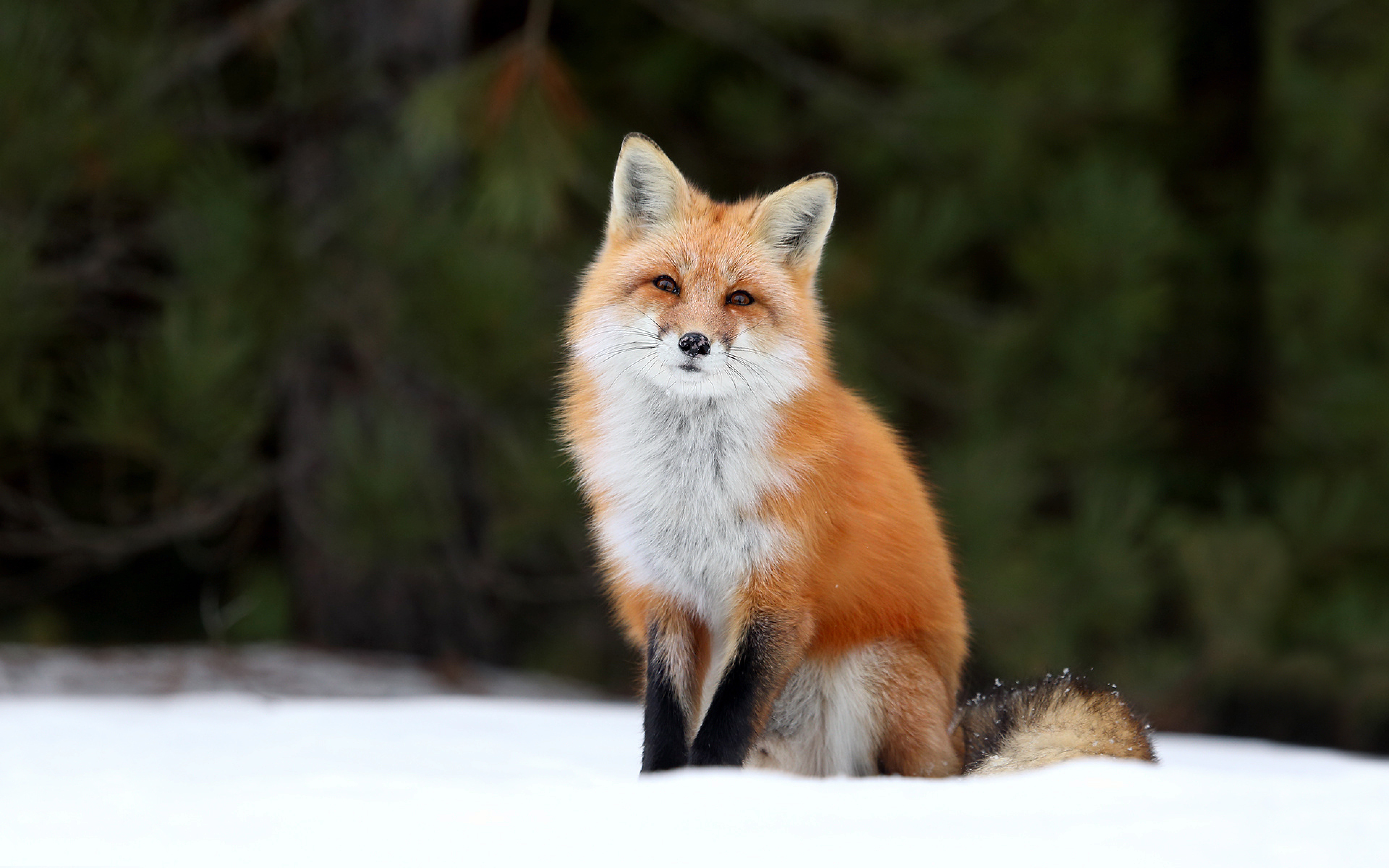 Picture of a fox