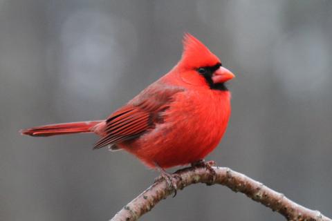 cardinal of branch