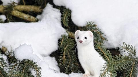 A winter animal in the snow