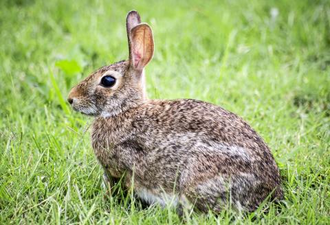An image of a rabbit