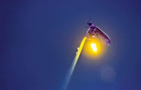 A picture of a firefly