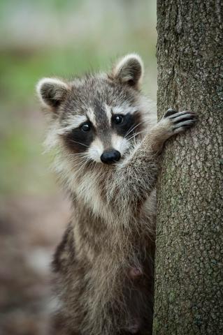 Picture of Raccoon next to tree trunk