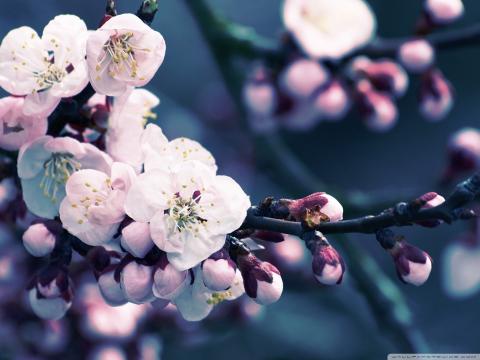 Picture of cherry blossom branch