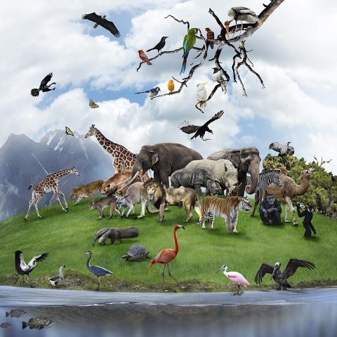 Image of a large group of animals