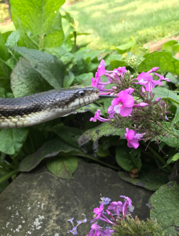 An Eastern Black Ratsnake among flowers