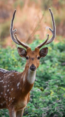 image of a front facing deer with antlers
