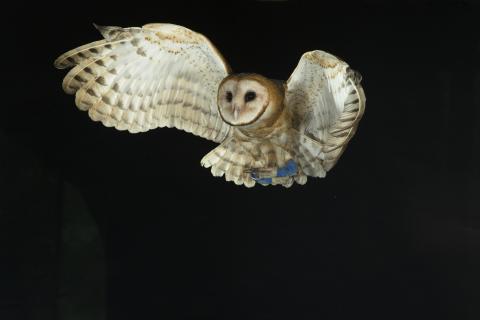 Image of a Barn Owl in flight