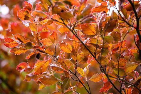 Orange brown leaves on a tree branch