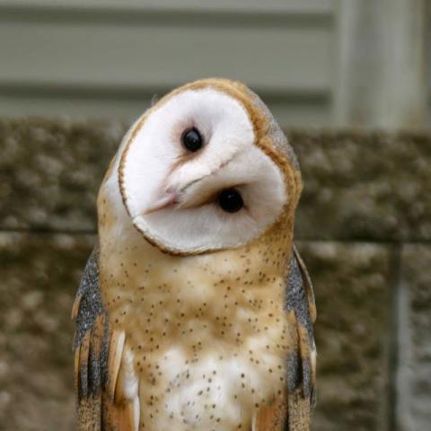 Barn Owl looking forward and sideways