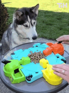 Dog stealing food during game of Hungry Hungry Hippos