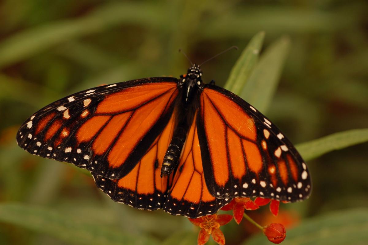 Monarch Butterfly