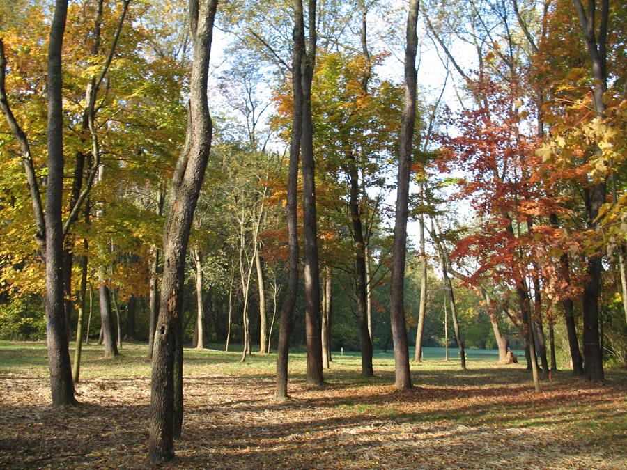 Images of trees on the ground of the Penn Forest Cemetery