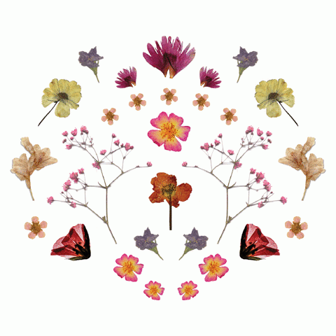 Pressed flowers