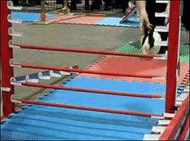 Bunny running through an obstacle course